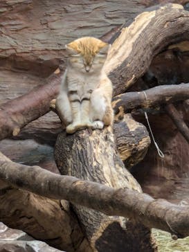 那須どうぶつ王国に投稿された画像（2024/9/30）