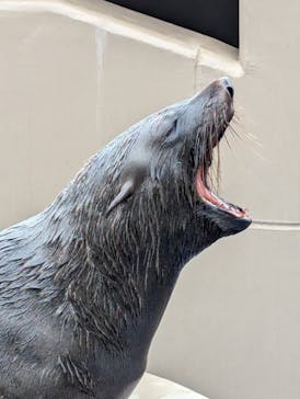 アクアワールド茨城県大洗水族館に投稿された画像（2024/9/30）