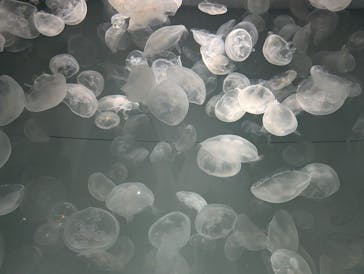 アクアワールド茨城県大洗水族館に投稿された画像（2024/9/30）