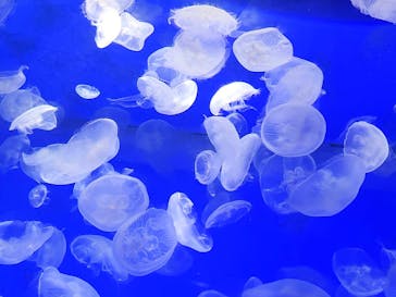 アクアワールド茨城県大洗水族館に投稿された画像（2024/9/30）