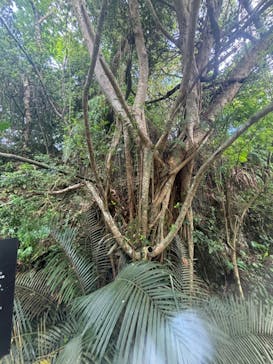 CAVE OKINAWAに投稿された画像（2024/9/30）