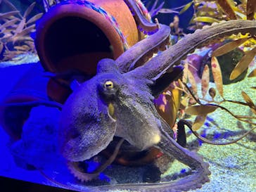 四国水族館に投稿された画像（2024/9/30）