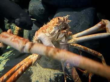 四国水族館に投稿された画像（2024/9/30）