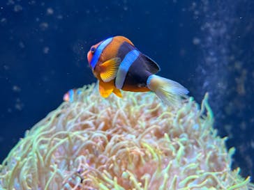 四国水族館に投稿された画像（2024/9/30）