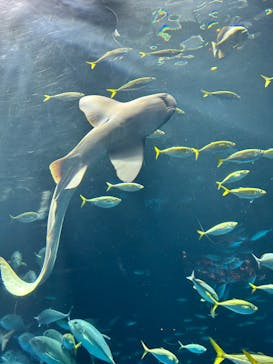 四国水族館に投稿された画像（2024/9/30）