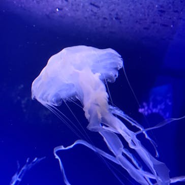 新江ノ島水族館に投稿された画像（2024/9/30）