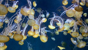 新江ノ島水族館に投稿された画像（2024/9/30）