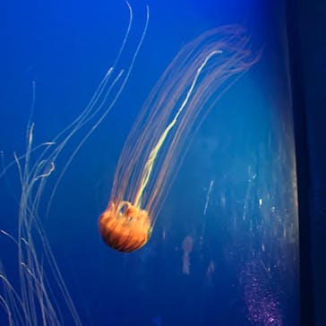 新江ノ島水族館に投稿された画像（2024/9/30）