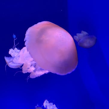 新江ノ島水族館に投稿された画像（2024/9/30）