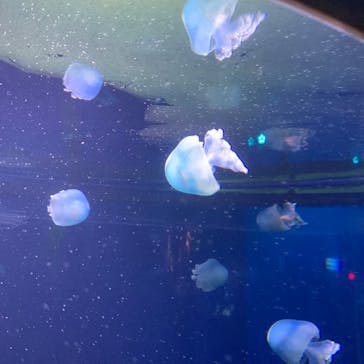 新江ノ島水族館に投稿された画像（2024/9/30）