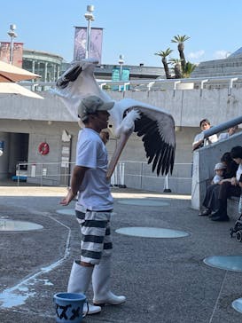 大分マリーンパレス水族館 「うみたまご」に投稿された画像（2024/9/30）