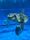 アクアワールド茨城県大洗水族館に投稿された画像（2024/9/30）