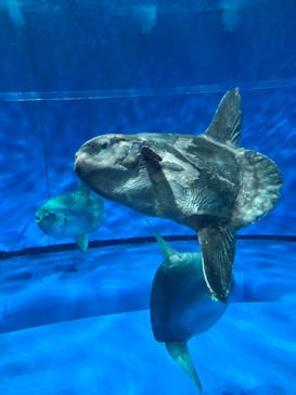 アクアワールド茨城県大洗水族館に投稿された画像（2024/9/30）