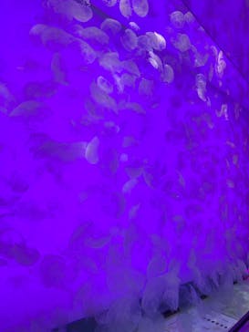 アクアワールド茨城県大洗水族館に投稿された画像（2024/9/30）