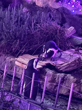 サンシャイン水族館に投稿された画像（2024/9/30）