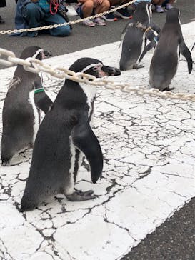 越前松島水族館に投稿された画像（2024/9/30）