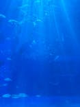 沖縄美ら海水族館に投稿された画像（2024/10/1）