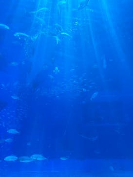 沖縄美ら海水族館に投稿された画像（2024/10/1）