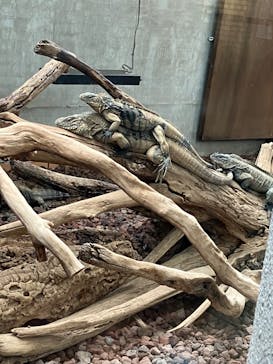 体感型動物園iZooに投稿された画像（2024/10/1）