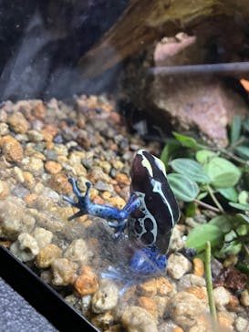 体感型動物園iZooに投稿された画像（2024/10/1）