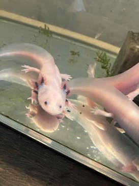 体感型動物園iZooに投稿された画像（2024/10/1）