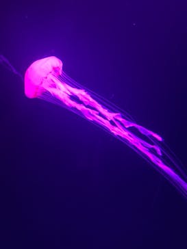 サンシャイン水族館に投稿された画像（2024/10/1）