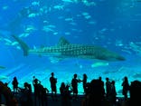沖縄美ら海水族館に投稿された画像（2024/10/1）