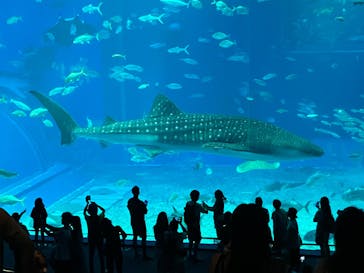 沖縄美ら海水族館に投稿された画像（2024/10/1）