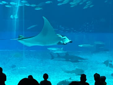 沖縄美ら海水族館に投稿された画像（2024/10/1）