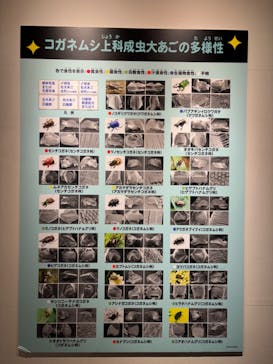 特別展「昆虫 MANIAC」（国立科学博物館）に投稿された画像（2024/10/1）