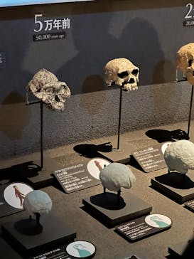 特別展「昆虫 MANIAC」（国立科学博物館）に投稿された画像（2024/10/1）