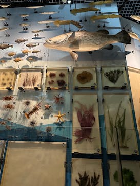 特別展「昆虫 MANIAC」（国立科学博物館）に投稿された画像（2024/10/1）