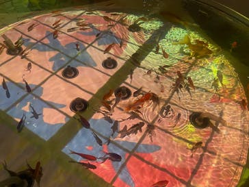 NARA KINGYO MUSEUMに投稿された画像（2024/10/1）