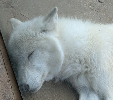 那須どうぶつ王国に投稿された画像（2024/10/1）