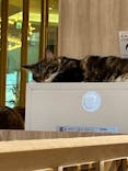 猫カフェモカ　イオンモール羽生店に投稿された画像（2024/10/1）