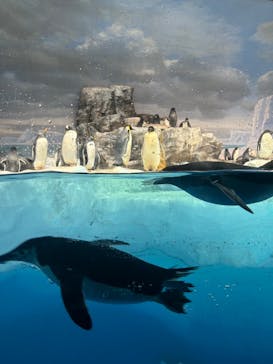 名古屋港水族館に投稿された画像（2024/10/1）
