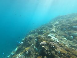 ダイビングショップ　ハイビスカスに投稿された画像（2024/10/1）