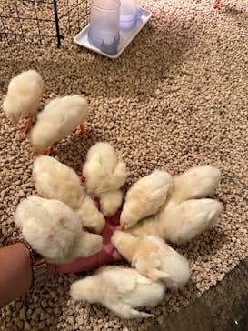 Moff animal cafe イオンモール幕張新都心店に投稿された画像（2024/10/1）