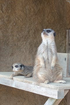 九十九島動植物園森きららに投稿された画像（2024/10/1）