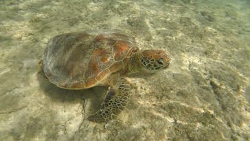 シュノーケリング・SUP専門店 シートラベラーに投稿された画像（2024/9/28）