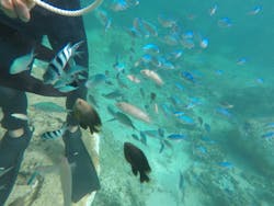 シュノーケリング・SUP専門店 シートラベラーに投稿された画像（2024/9/28）