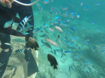 シュノーケリング・SUP専門店 シートラベラーに投稿された画像（2024/9/28）