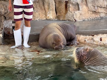 大分マリーンパレス水族館 「うみたまご」に投稿された画像（2024/10/1）