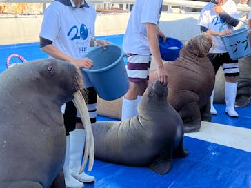 大分マリーンパレス水族館 「うみたまご」に投稿された画像（2024/10/1）