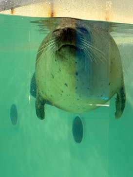 下田海中水族館に投稿された画像（2024/10/1）