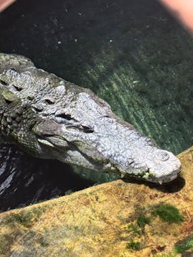 熱川バナナワニ園に投稿された画像（2024/10/1）