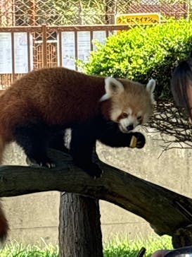 熱川バナナワニ園に投稿された画像（2024/10/1）