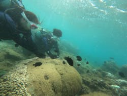 ダイビングショップ　ハイビスカスに投稿された画像（2024/10/1）