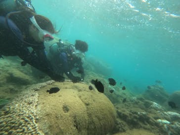 ダイビングショップ　ハイビスカスに投稿された画像（2024/10/1）