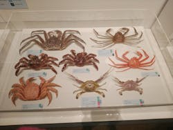 和食～日本の自然、人々の知恵～（東北歴史博物館）に投稿された画像（2024/10/1）